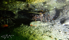 Panulirus longipes