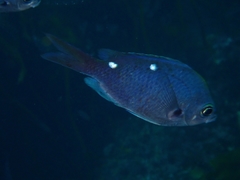 Chromis dispila
