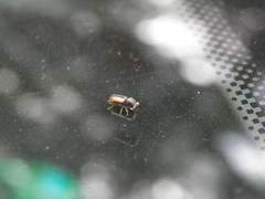 Trypodendron domesticum