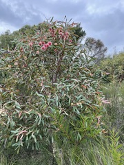 Hakea laurina