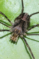 Forsteropsalis inconstans