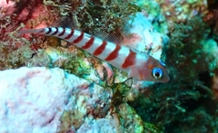 Notoclinops segmentatus