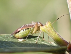 Closterotomus annulus