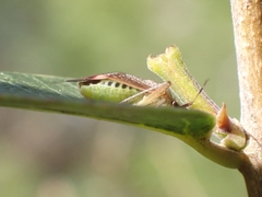 Closterotomus annulus