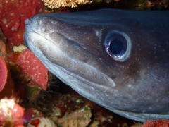 Conger verreauxi