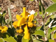 Phlomis fruticosa