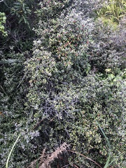 Corokia