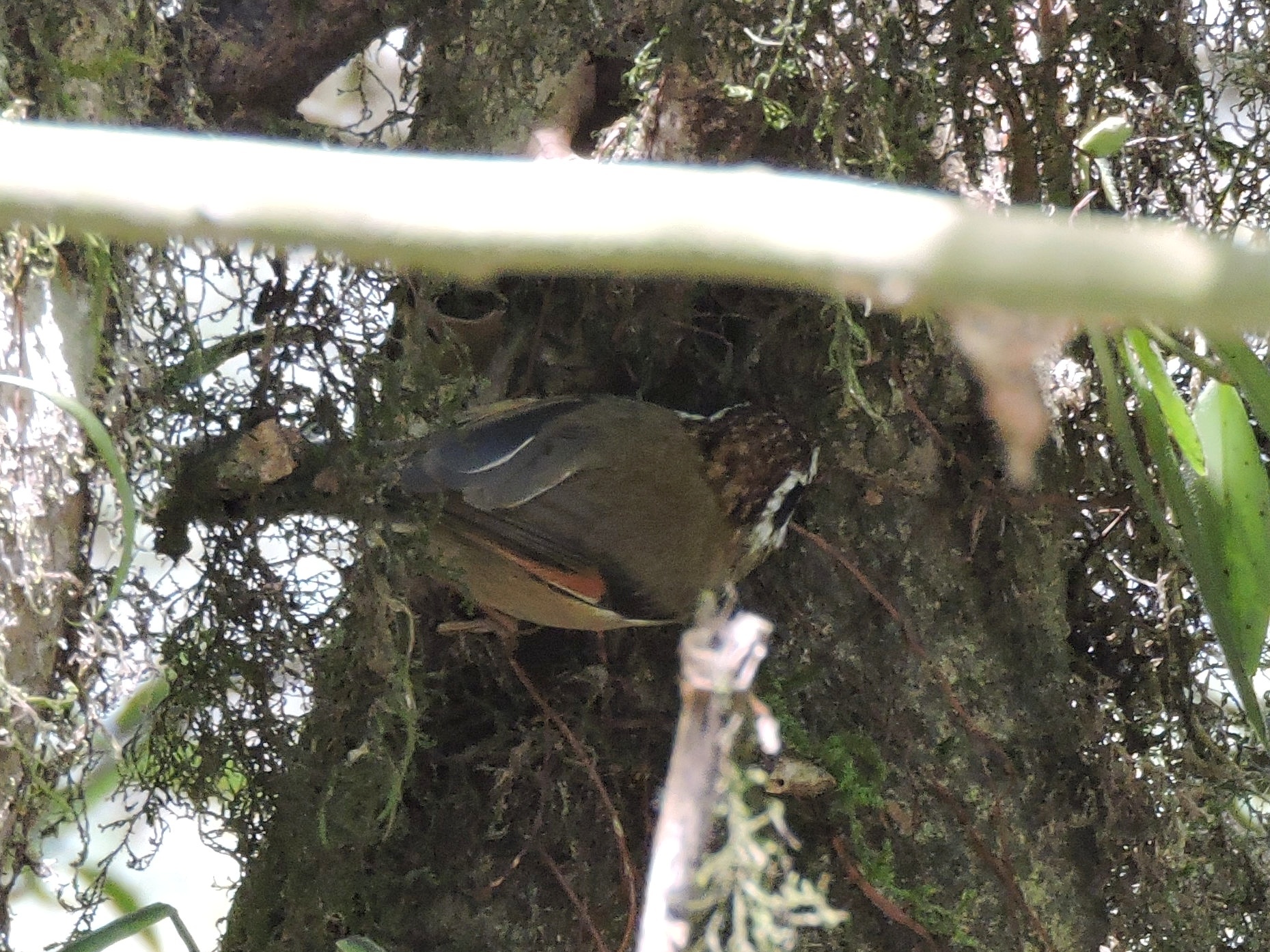 Rufous-winged Fulvetta