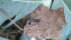 Ommatoiulus sabulosus aimatopodus