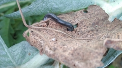 Ommatoiulus sabulosus aimatopodus