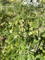 Anthriscus sylvestris