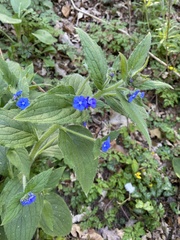 Pentaglottis sempervirens
