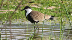 Vanellus spinosus