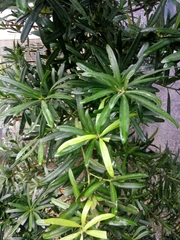 Podocarpus costalis