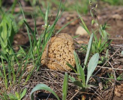 Morchella steppicola