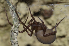 Megadictyna thilenii