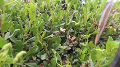 Lophopappus berberidifolius