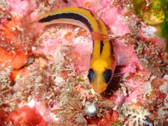 Forsterygion maryannae