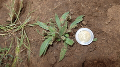 Plantago myosuros
