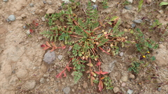 Hypseocharis pedicularifolia