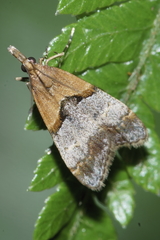 Antiscopa epicomia