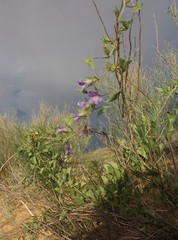 Epixiphium wislizeni