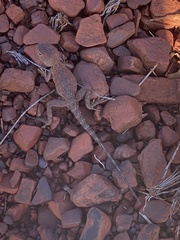 Ctenophorus caudicinctus