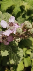 Rubus creticus