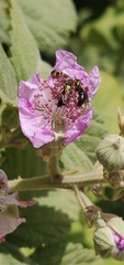 Rubus creticus