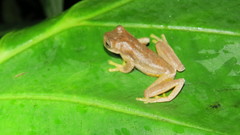 Ptychohyla hypomykter