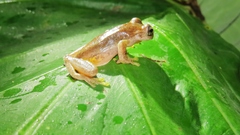 Ptychohyla hypomykter