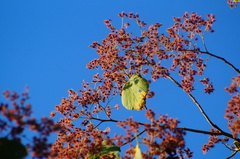 Heliocarpus pallidus