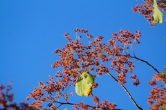 Heliocarpus pallidus