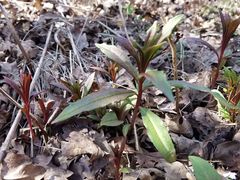 Chamaenerion angustifolium