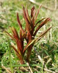 Chamaenerion angustifolium