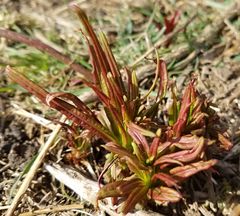 Chamaenerion angustifolium