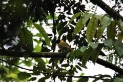 Oriolus brachyrynchus