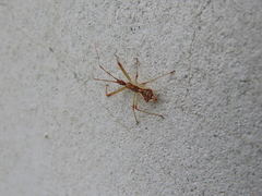 Epidaus tuberosus