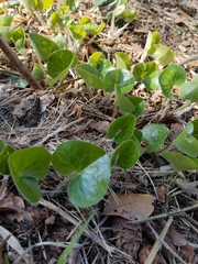 Asarum europaeum