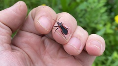 Haematoloecha rufithorax