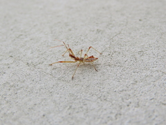 Epidaus tuberosus