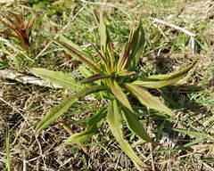 Chamaenerion angustifolium
