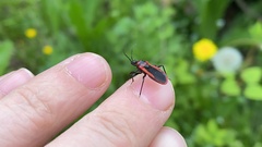 Haematoloecha rufithorax