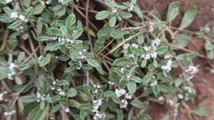 Heliotropium microstachyum