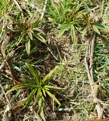Chamaenerion angustifolium