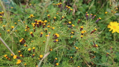Tagetes multiflora