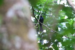 Dicrurus atripennis