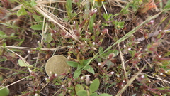Gilia laciniata