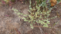 Pectocarya linearis linearis