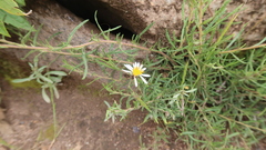 Diplostephium tacorense